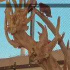 سمان مهاجر الرياض الكميه محدوده النظيم