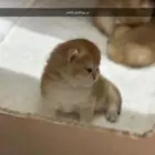 أنثى بريتيش منتجة متاحة