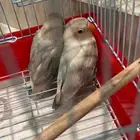 طيور روز ( فيشر ) للبيع