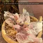 كروان عشاق الطفرات والغر مجموعة حلوة