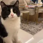 قط للتبني