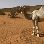 بعير اوضح علياني للبيع