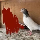 ذكر قولدن ضايع