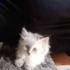 قطه هملايا للبيع