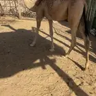 بكره للبيع قصب
