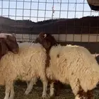 نعيم طليان للبيع