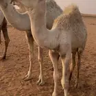قعود رماني