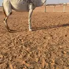 ناقة ضريبة