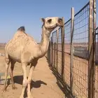 بكره