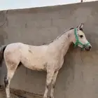 فرس لقاح 6 شهور شعله