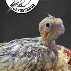 فرخ كوكاتيل