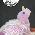 فرخ كوكاتيل لاتينو