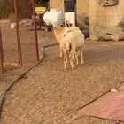 خرفان اضاحي تربيه طيبه بلدي