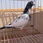 حمام بكستاني