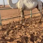 ضرايب للبيع