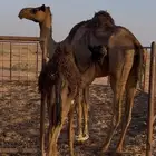للبيع بكره قصب