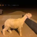 مشروع فحل عيسي خصم