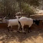 جفرتين قزمية
