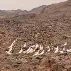 حمام فرنسي وباكستاني