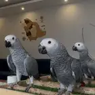 فروخ كاسكو