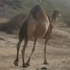 ناقه لقحت ساحليه