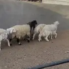للبيع خرفان حري ونعيمي