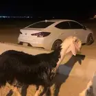 مشروع فحل نجدي للبيع