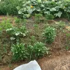 مطلوب مزرعة صغيرة للايجار الماء حلو