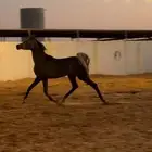 مهر سنة ونص بيع شعبي