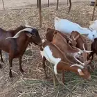 ماعز دهم فيهم دفيع مع الفحل