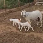 عنز منتوج