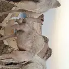 قعود طيب