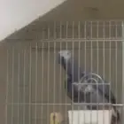 كاسكو بطل كلام