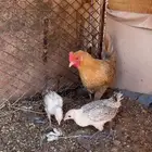 دجاج بلدي