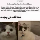 قطط