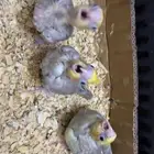 5 فروخ ببغاء كروان للبيع
