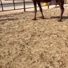 لقحه كفو جذعه