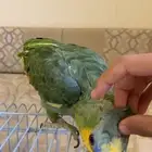 ببغاء امازوني يلو وينج