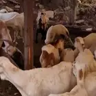 رفيديات مراح واحد