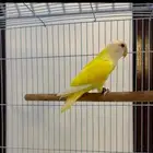 روز اناث للبيع