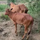 بقره تحتها خبشه