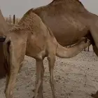 قعود تحت امه فل الفل
