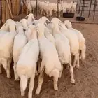 رخال مقاني