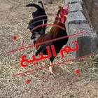 ديك افرق