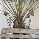 نخل خلاص للبيع عدد 3