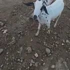 عنز بيشيه منتوج