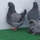 شغل فرش حوامل لافندر بولده