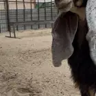 للبيع حفره عارضيه معرفه