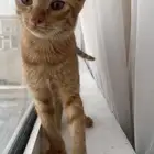 قطط تبني