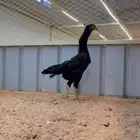 دجاجه شامو هزاز